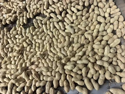 খোসা চিনাবাদাম ভাজা